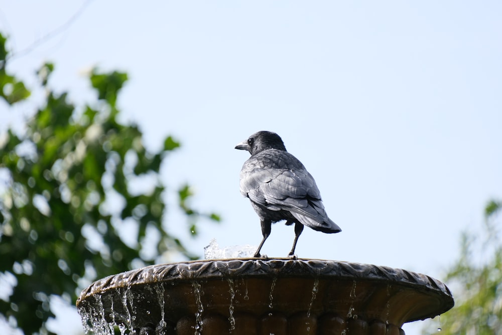 a black bird sitting on top of a fountain
