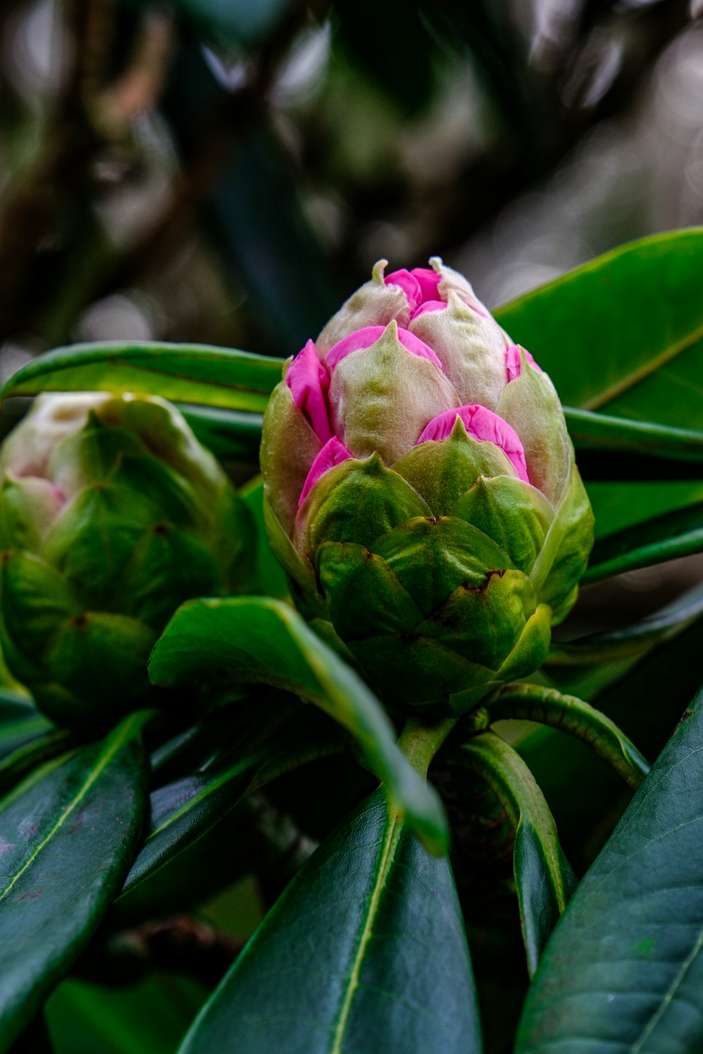 a close up of a flower on a tree