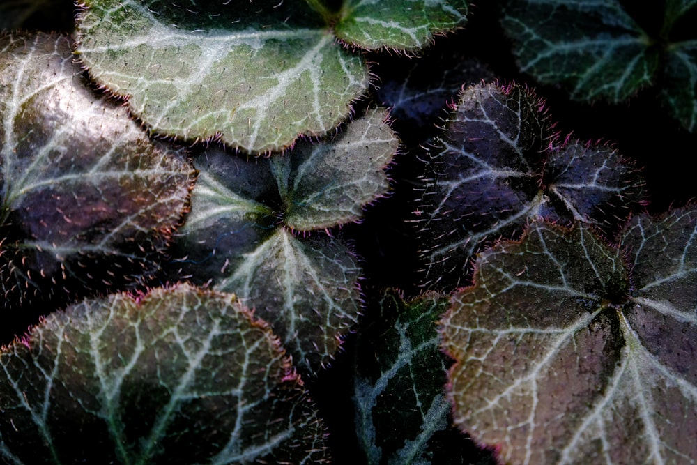 a close up of a bunch of leaves