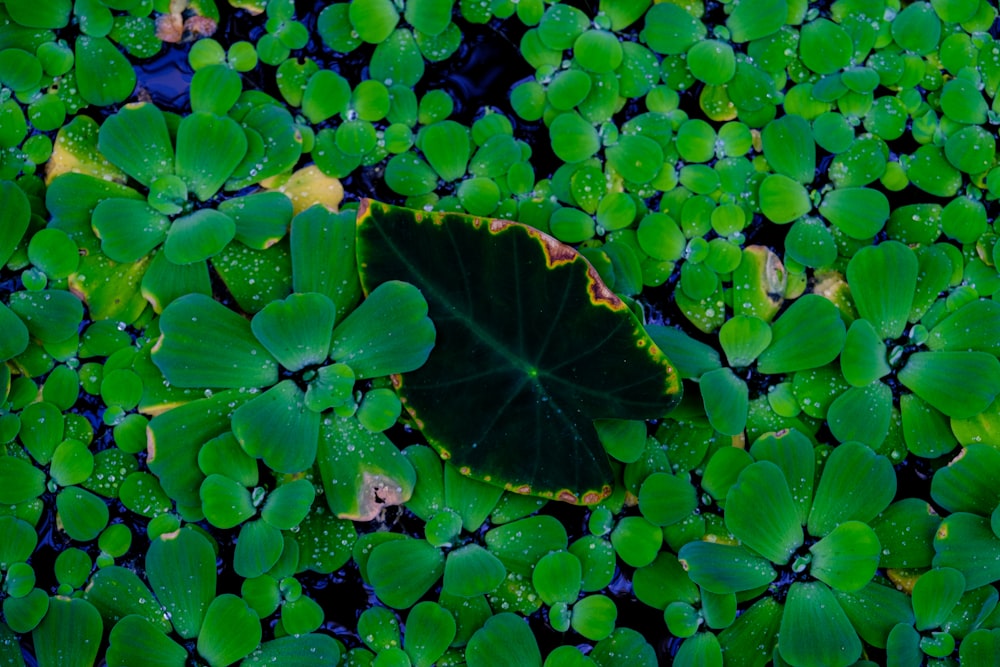 a green leaf floating on top of a pond filled with water lilies