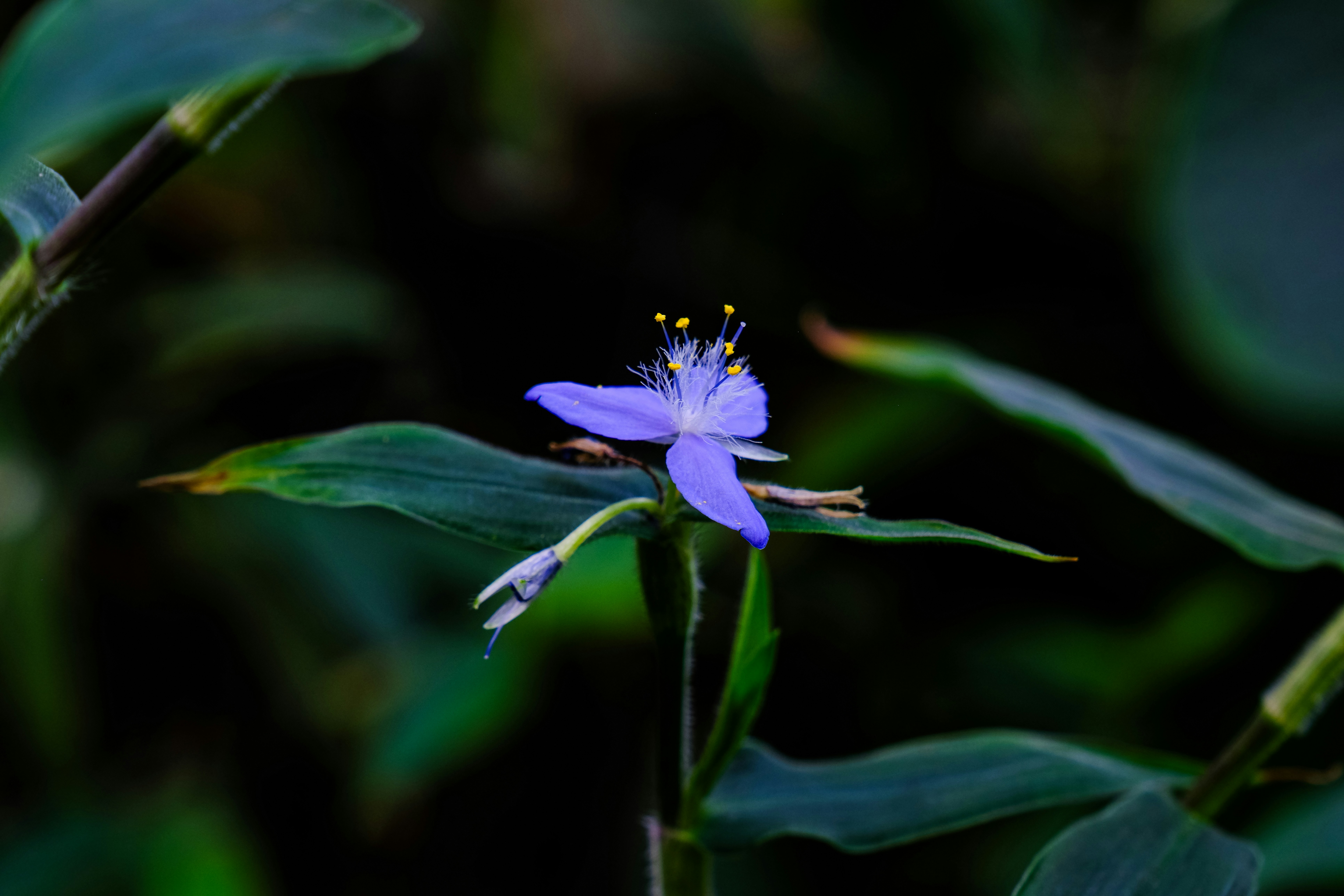 Photo by cestmoisheedy