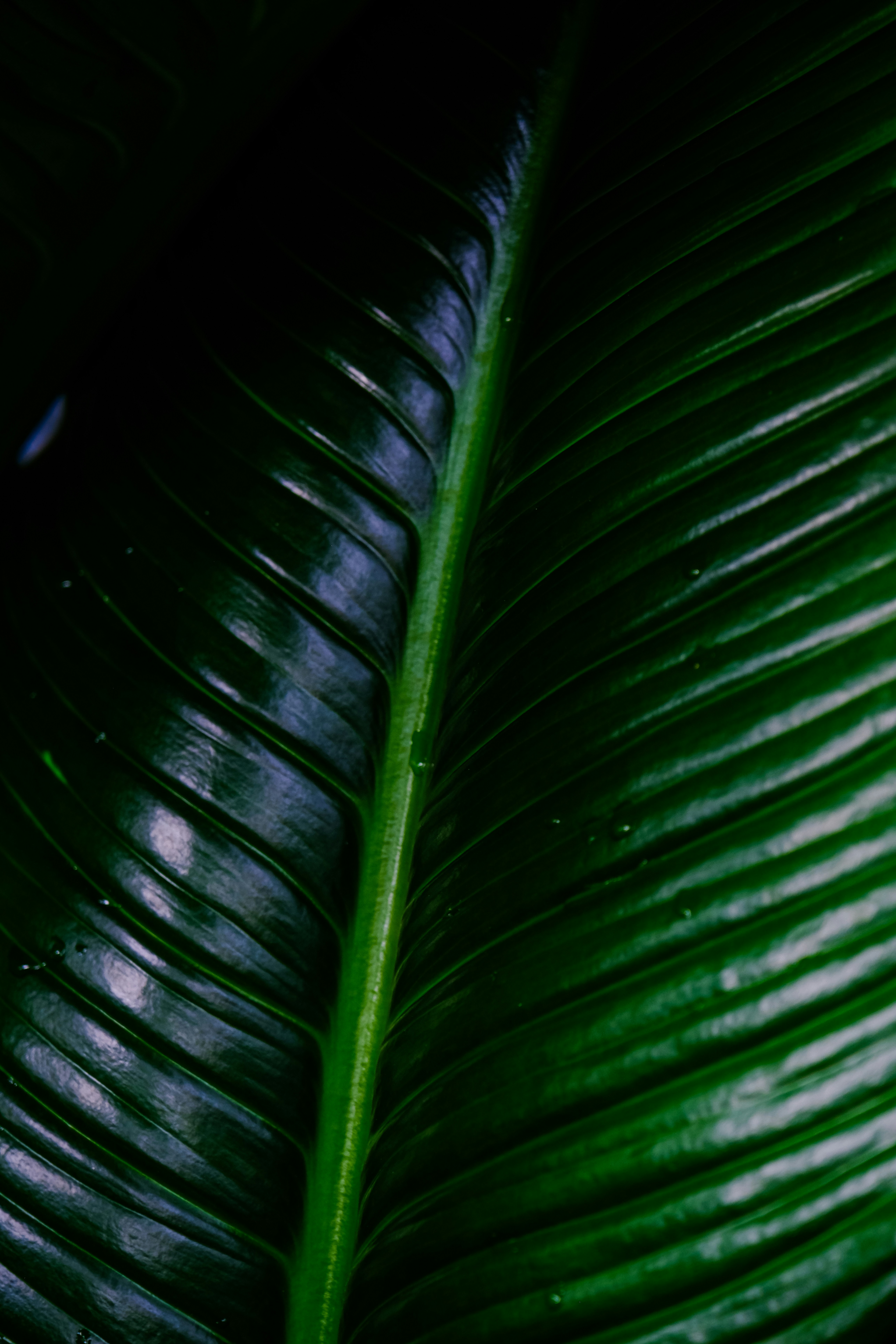 Close-up of a large green leaf