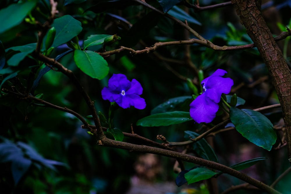 a purple flower is blooming on a tree branch