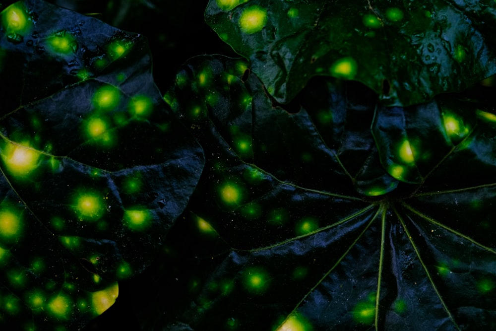 a close up of a leaf with green lights on it