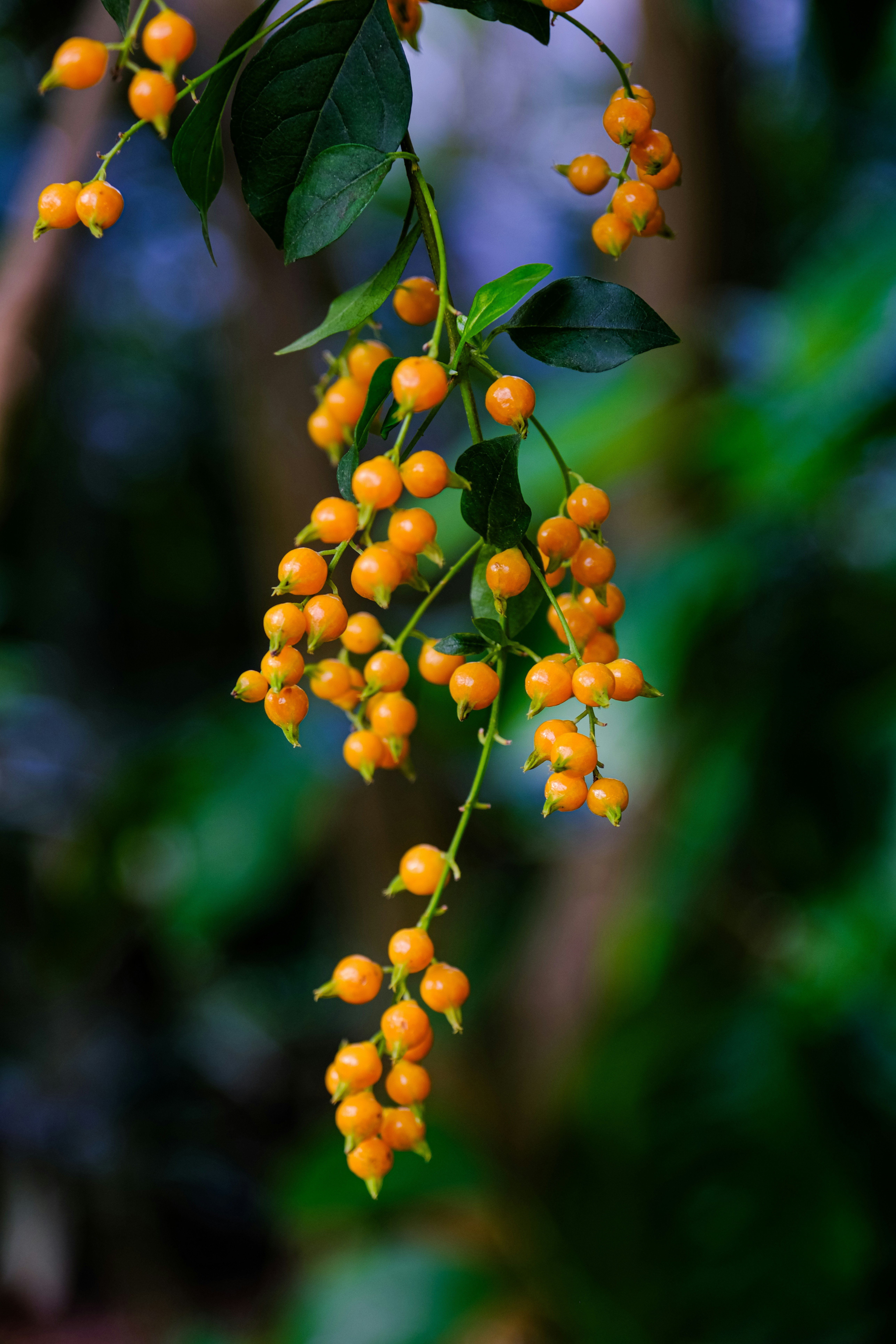 Photo by cestmoisheedy