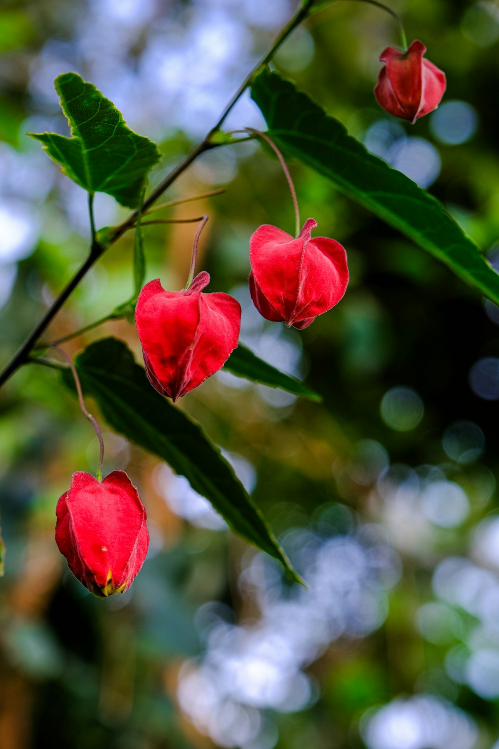 a bunch of red flowers hanging from a tree