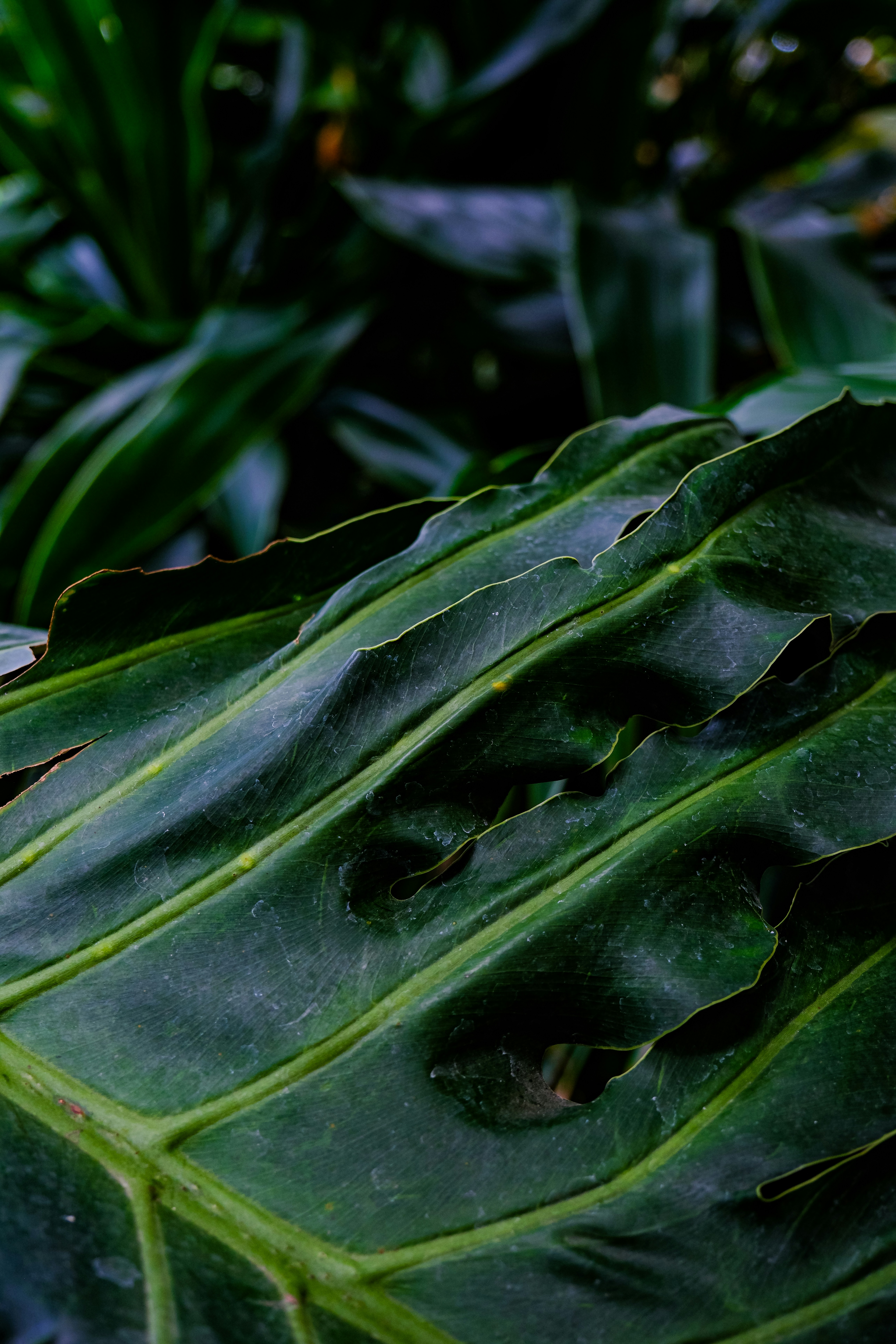 Photo by cestmoisheedy