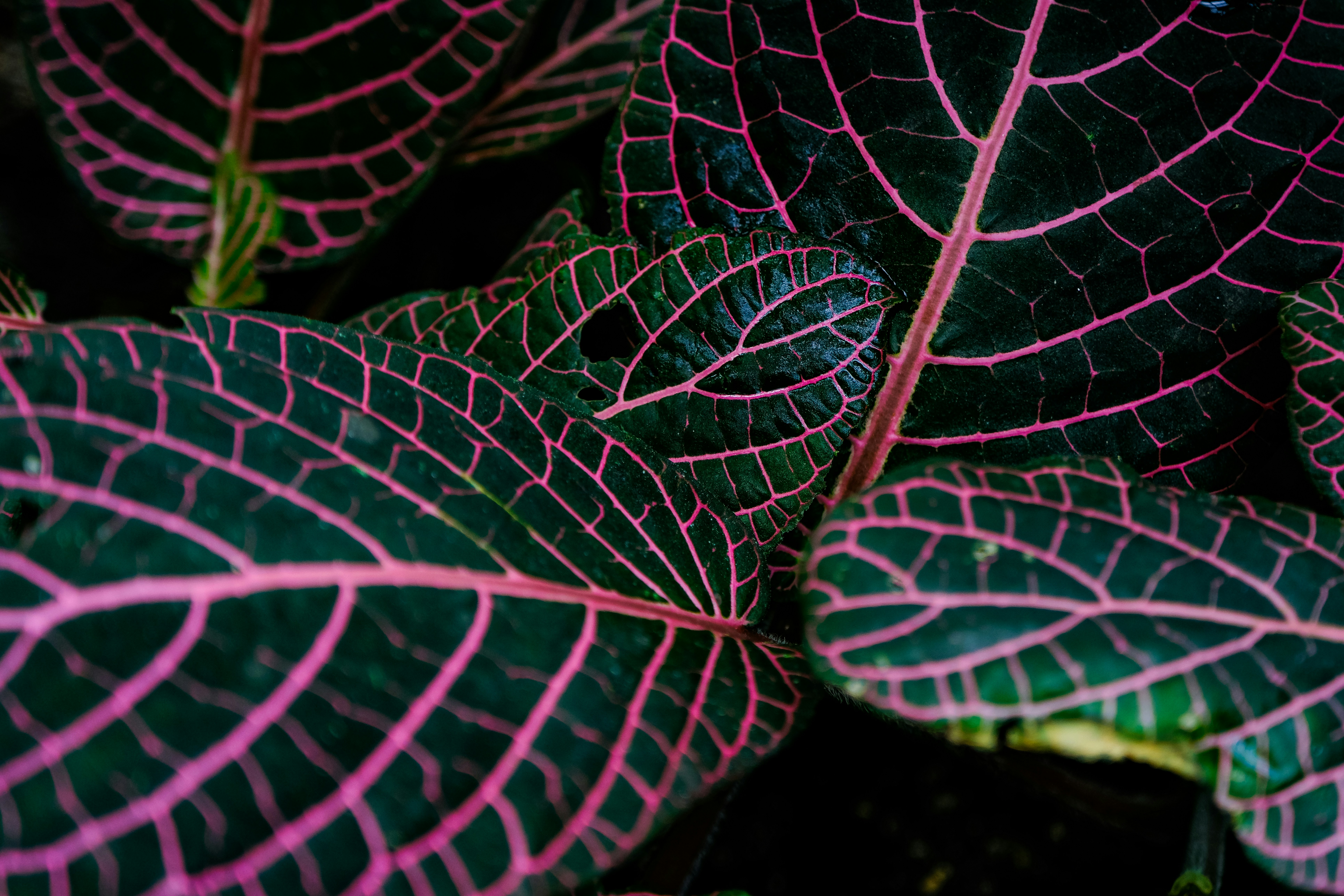 Photo by cestmoisheedy