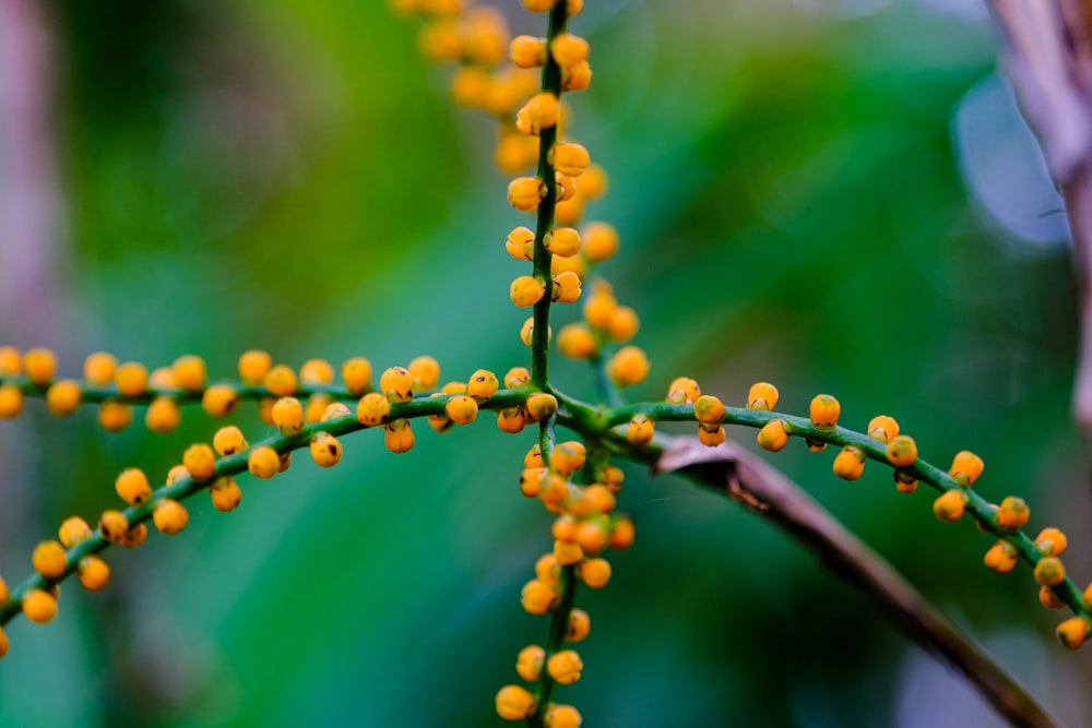 a close up of a plant with yellow flowers