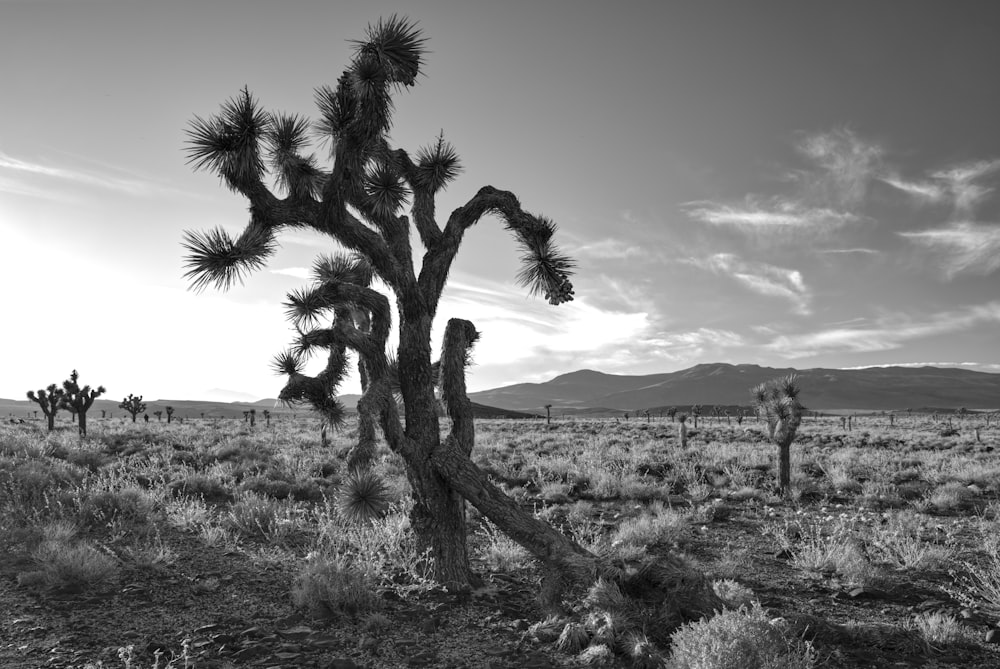 Una foto en blanco y negro de un árbol de Josué