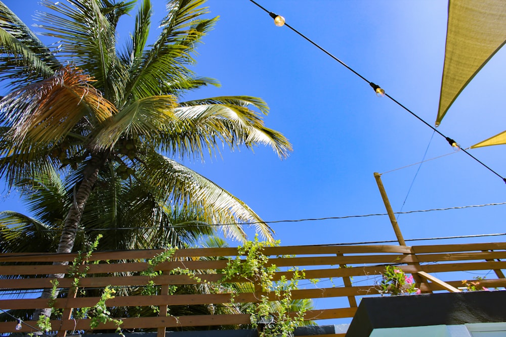 a palm tree and a fence with a blue sky in the background