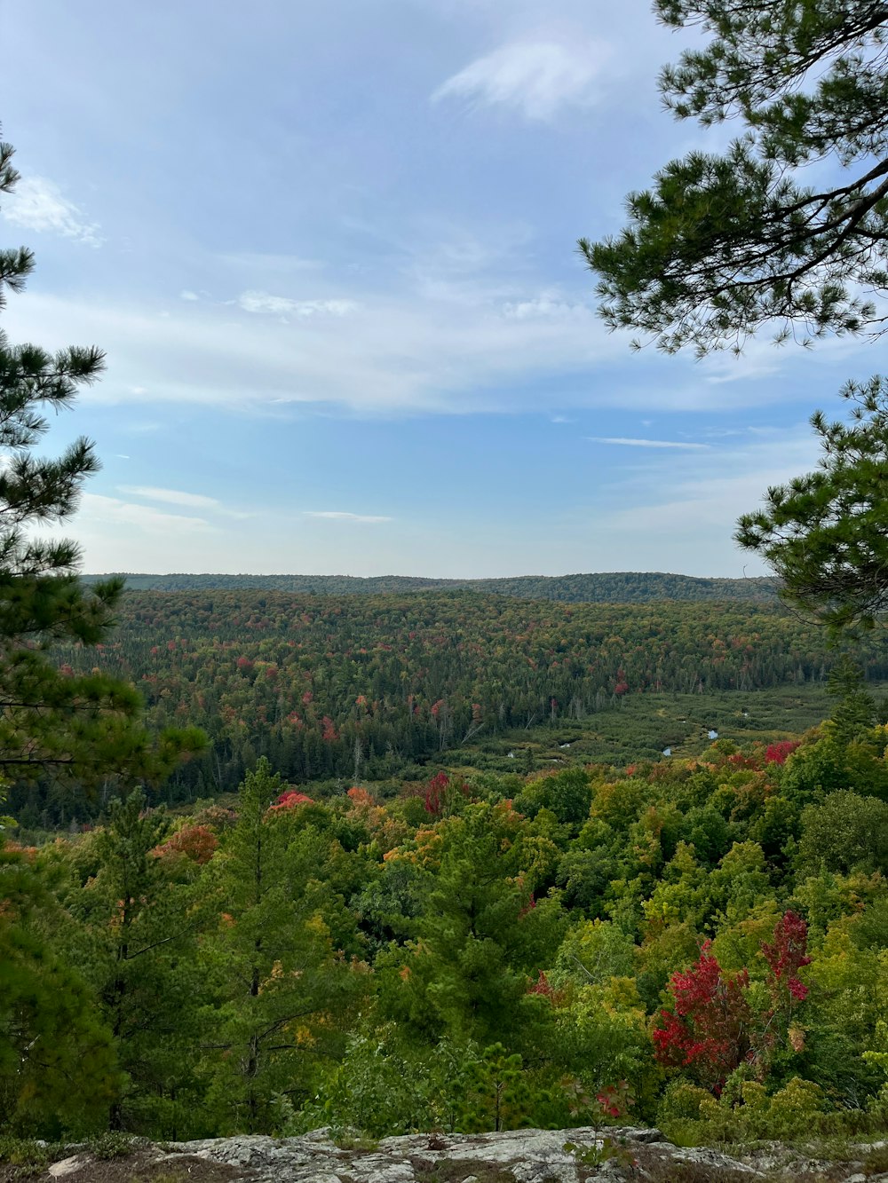 a view of a forest from a high point of view