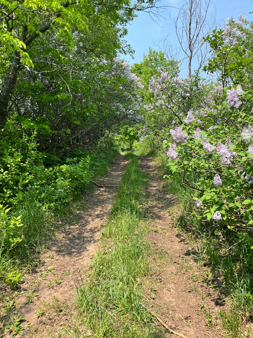 a dirt road surrounded by trees and flowers