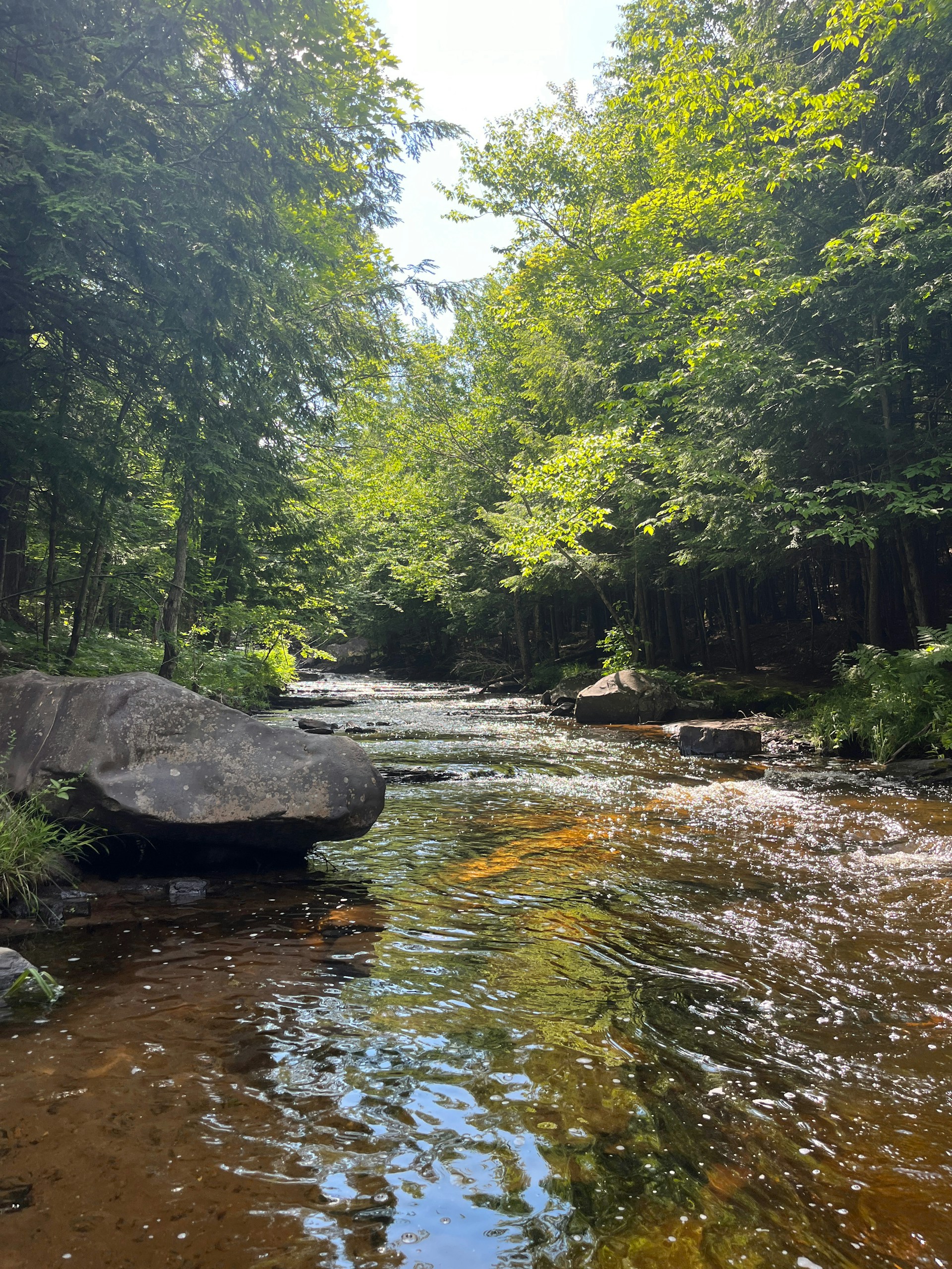 a river running through a lush green forest