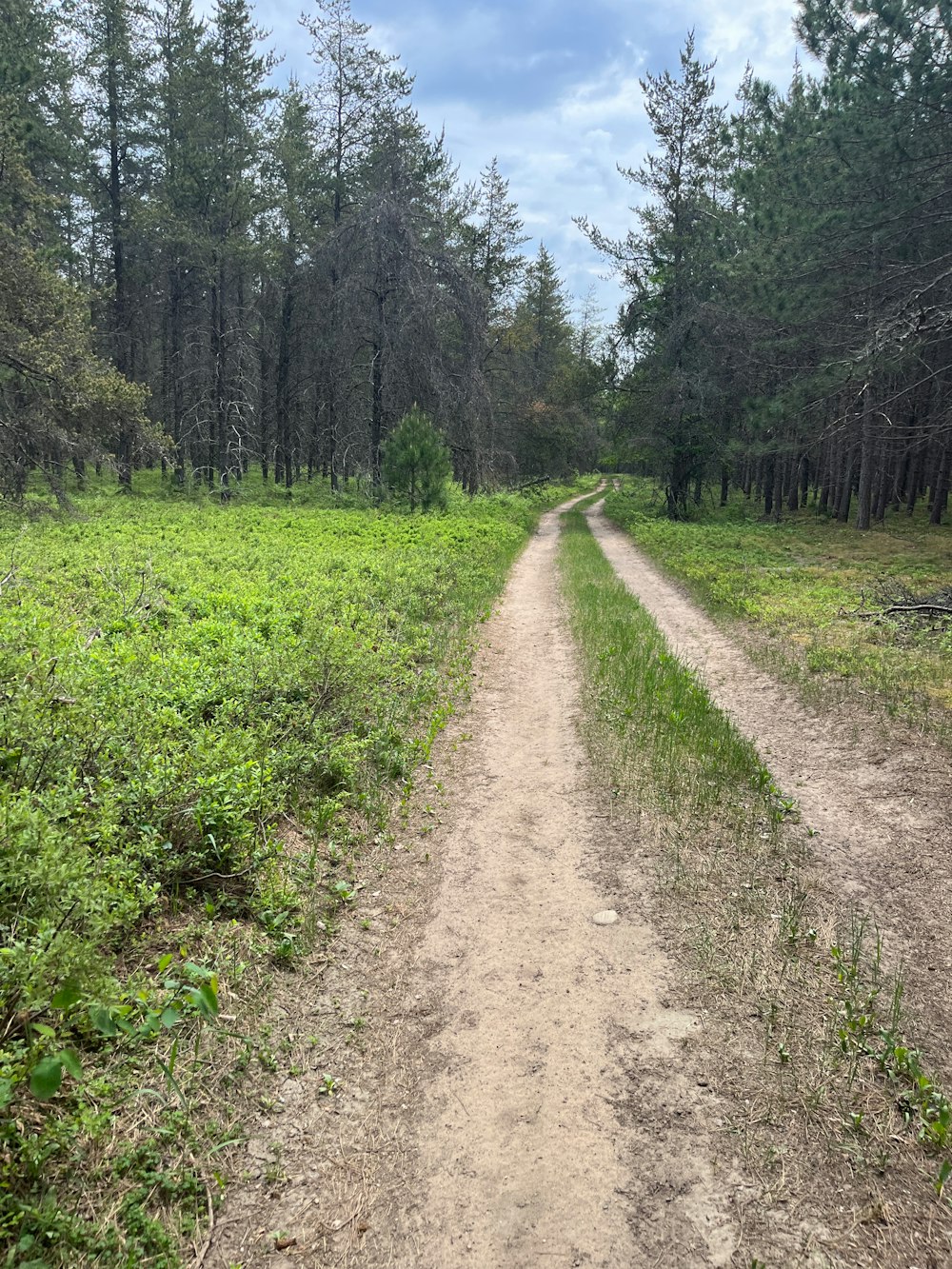 a dirt road in the middle of a forest