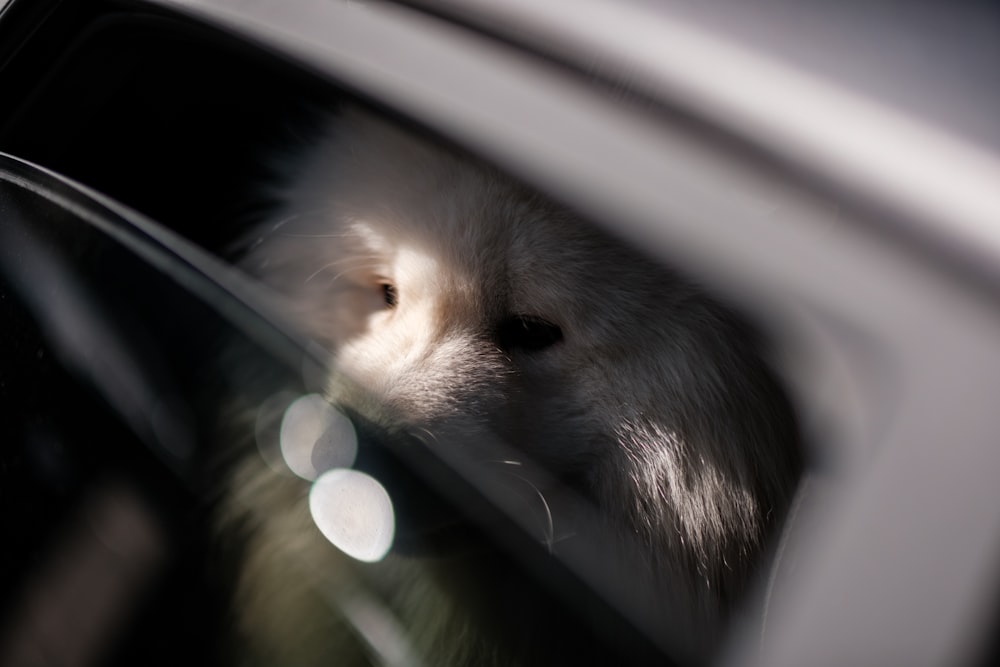 a dog sticking its head out of a car window