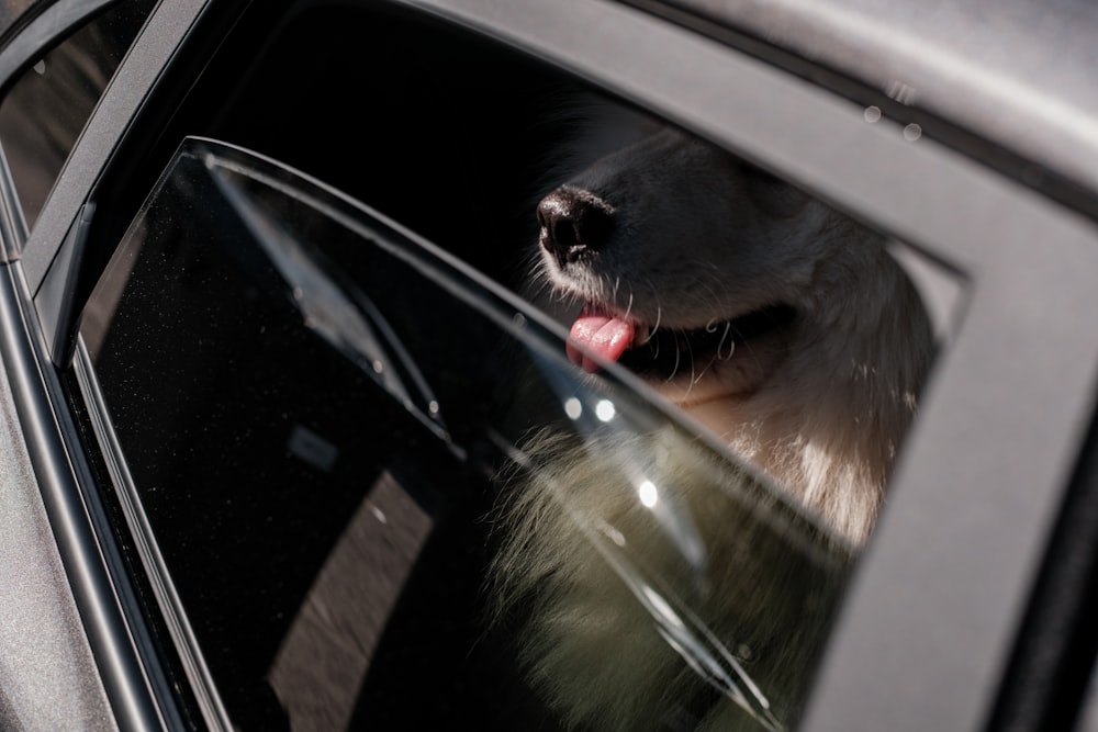 a dog sticking its head out of a car window