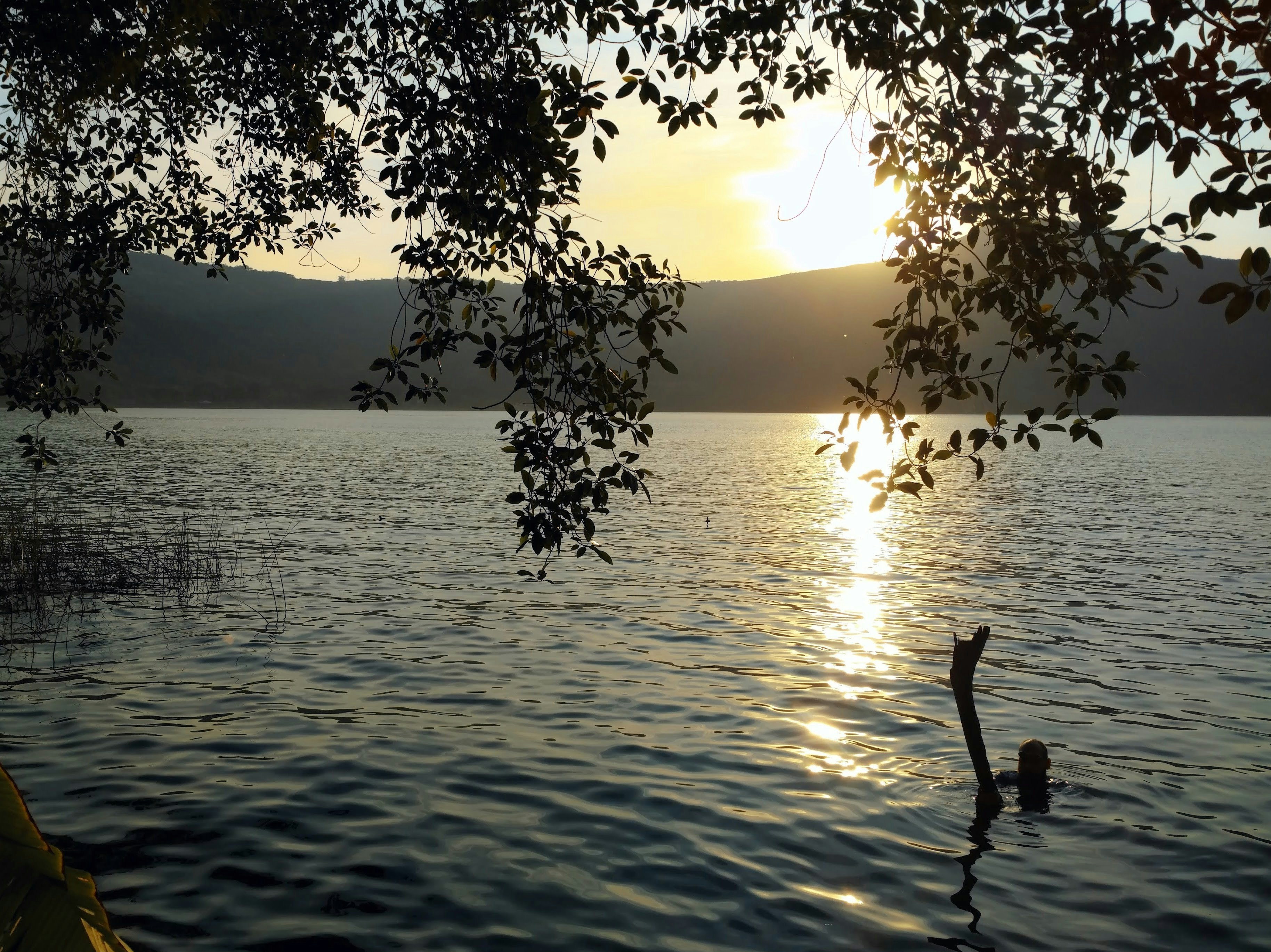 a body of water with a tree in the foreground