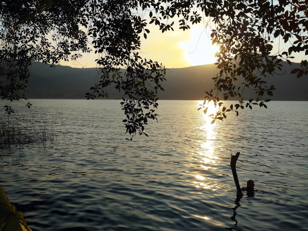 a body of water with a tree in the foreground