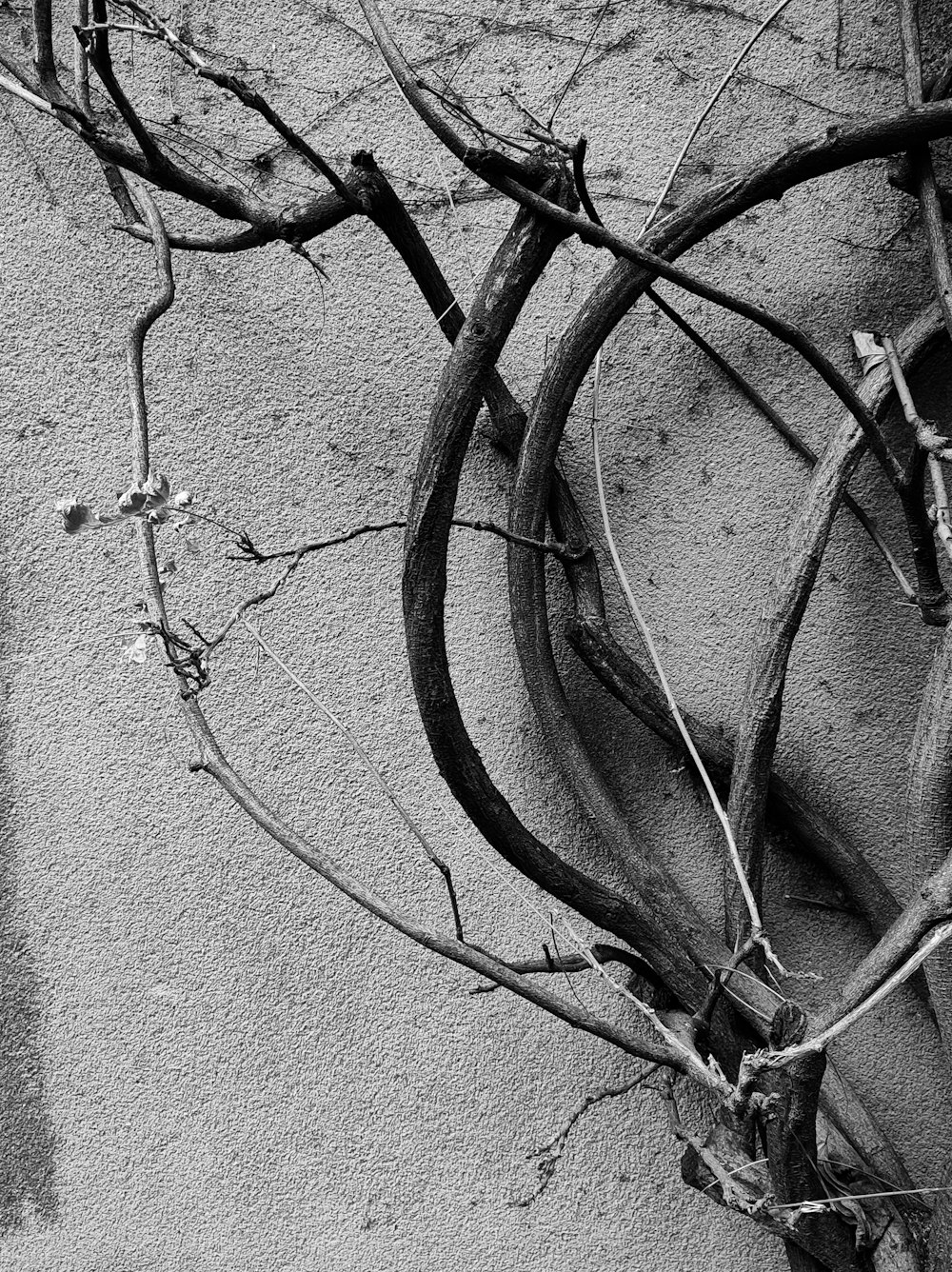 une photo en noir et blanc d’une branche d’arbre