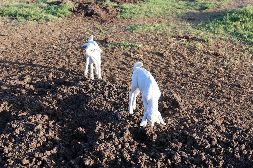 Dos perros blancos están parados en la tierra