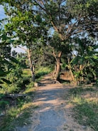 a dirt road surrounded by trees and bushes