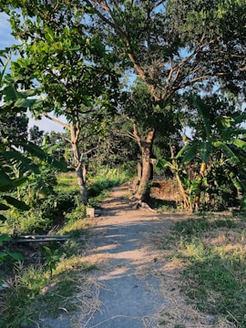 a dirt road surrounded by trees and bushes