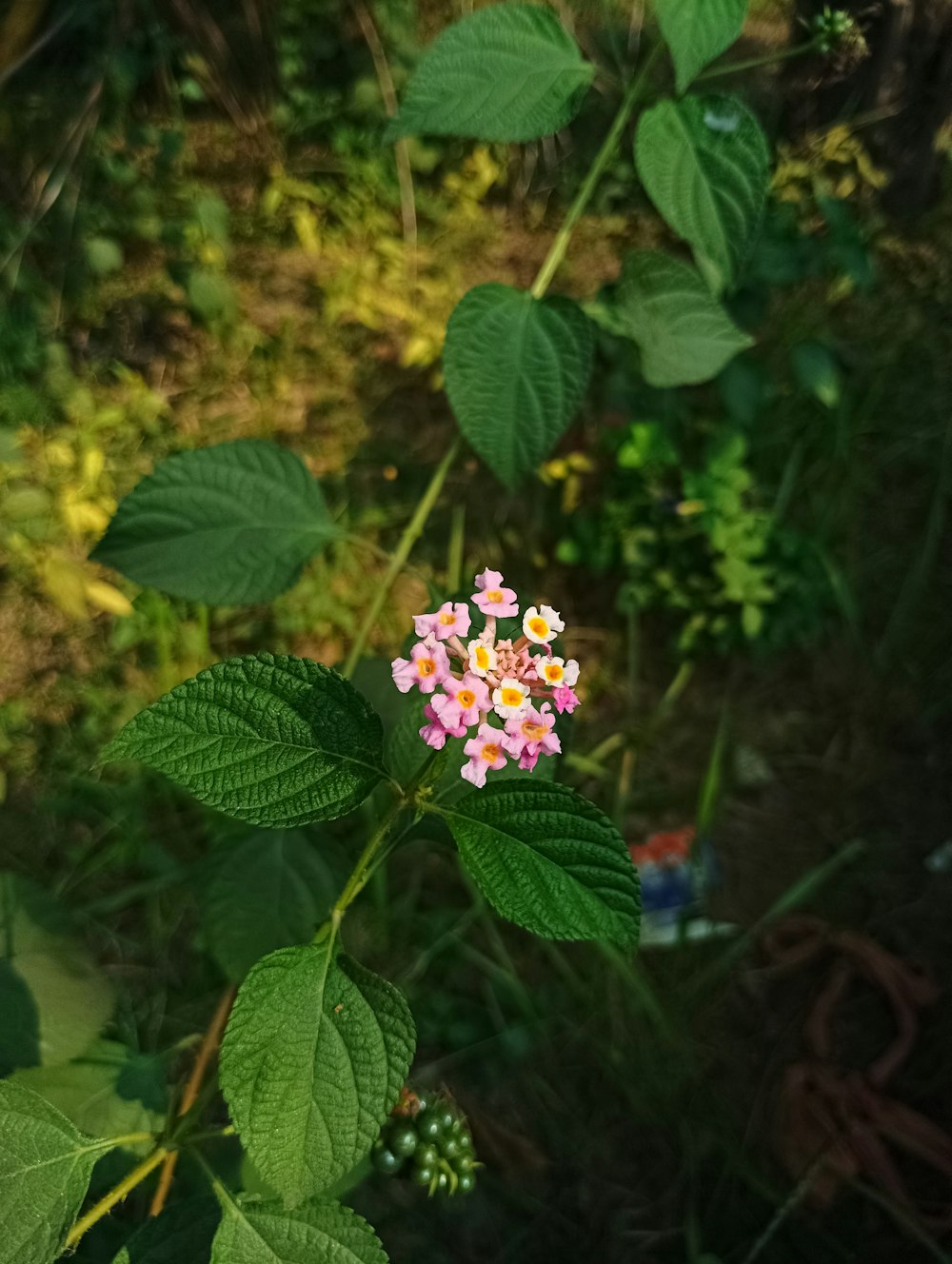 un piccolo fiore rosa e bianco seduto in cima a una foglia verde