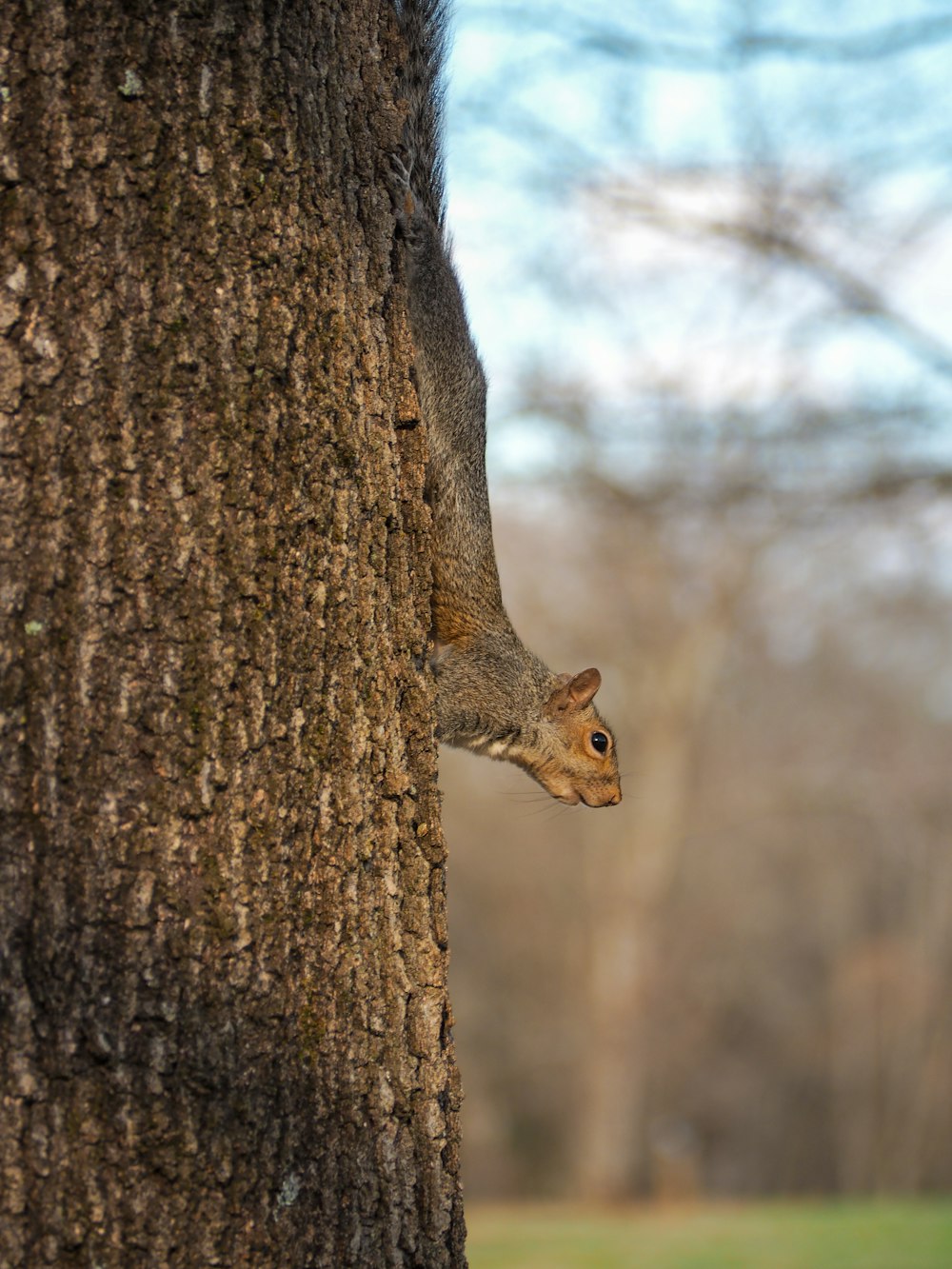 a squirrel is peeking out of the bark of a tree