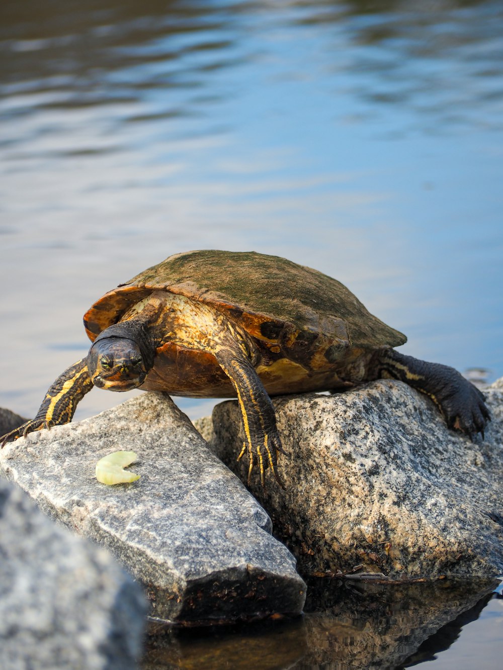 a turtle sitting on a rock in the water