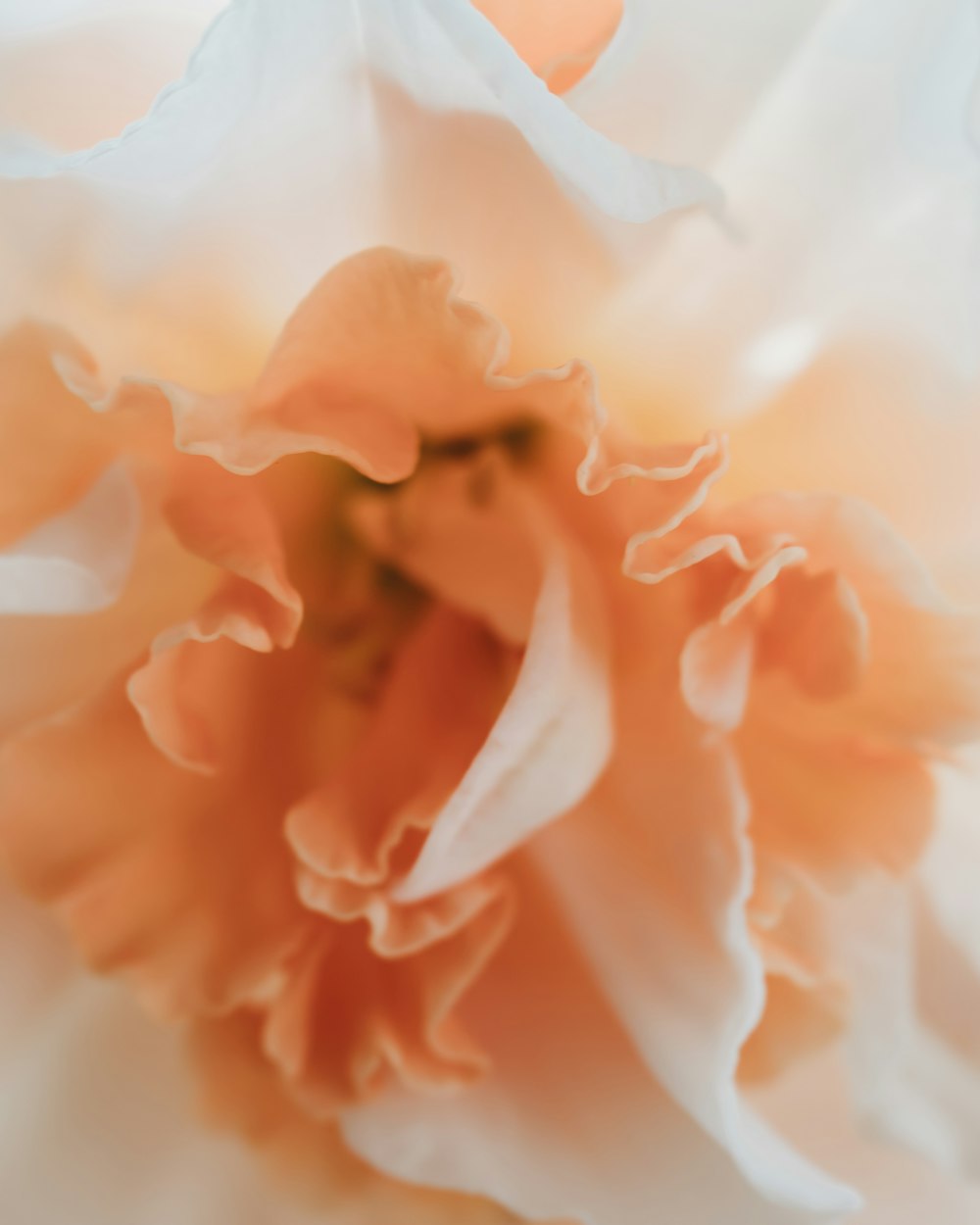 a close up of a flower with a blurry background