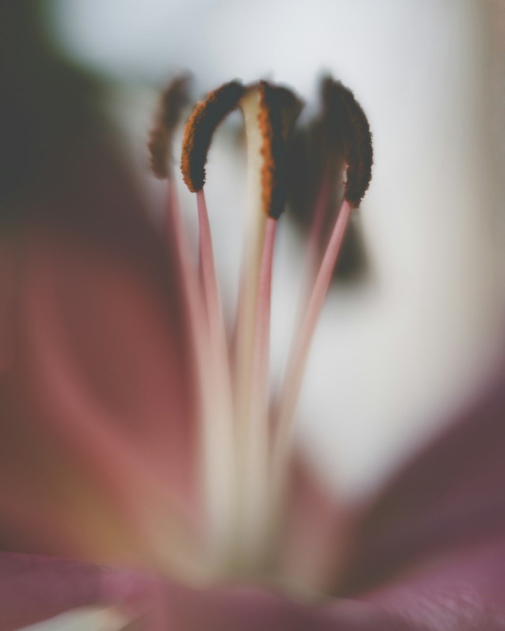 a close up of a flower with a blurry background