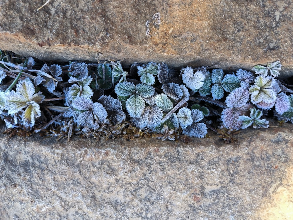 a group of plants growing out of a crack in a rock