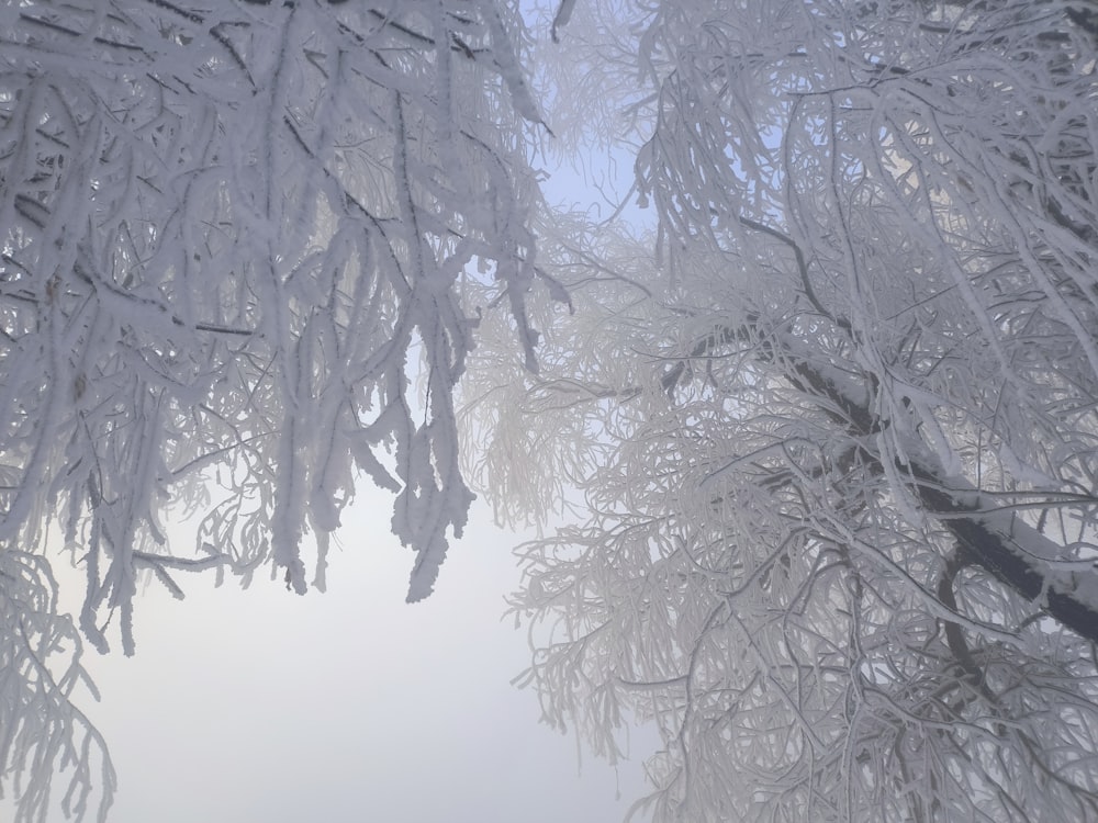 a group of trees that are covered in snow