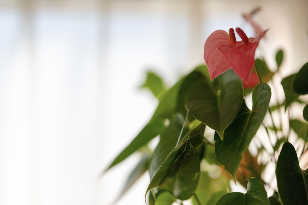 a pink flower with green leaves in a vase