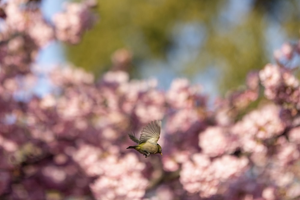 a bird flying in the air next to a tree