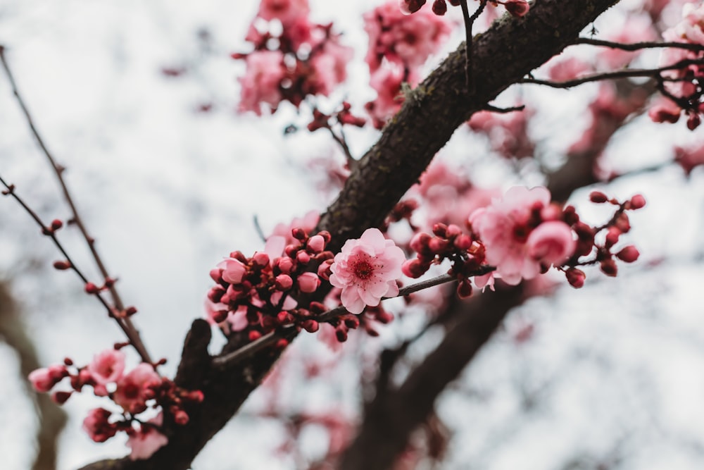 a close up of a tree with pink flowers