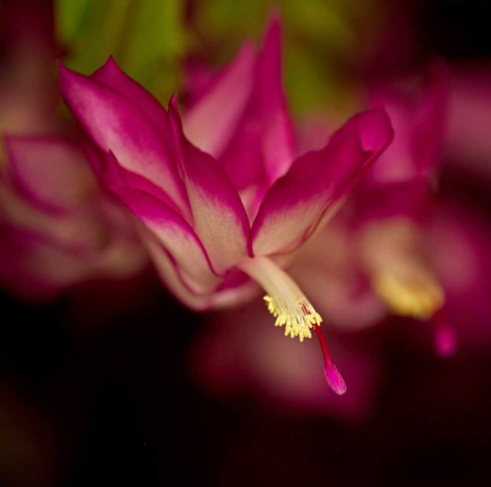 a close up of a pink flower with yellow stamen