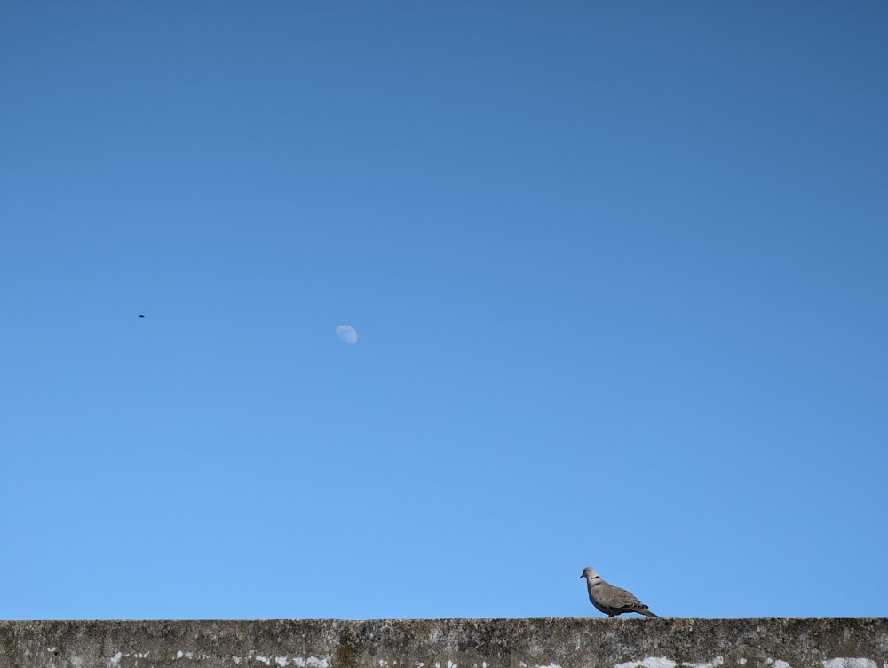 a bird sitting on top of a cement wall