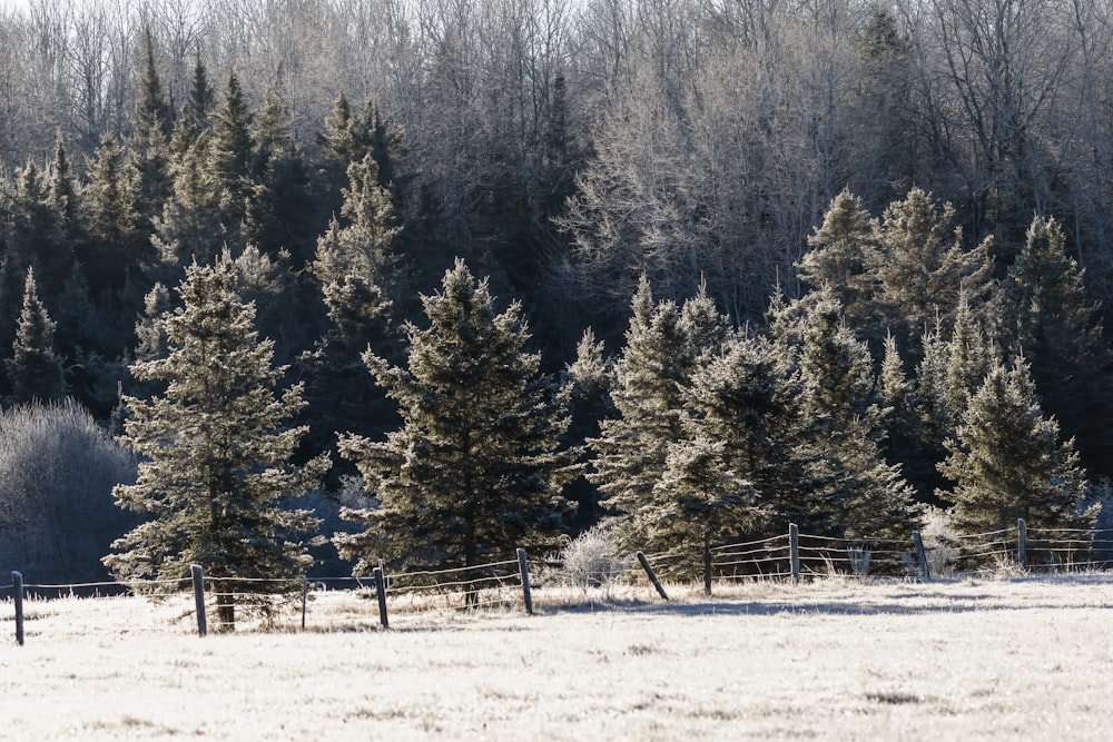 a snowy field with trees and a fence