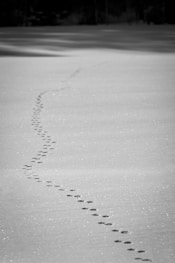 a black and white photo of a trail of footprints in the snow