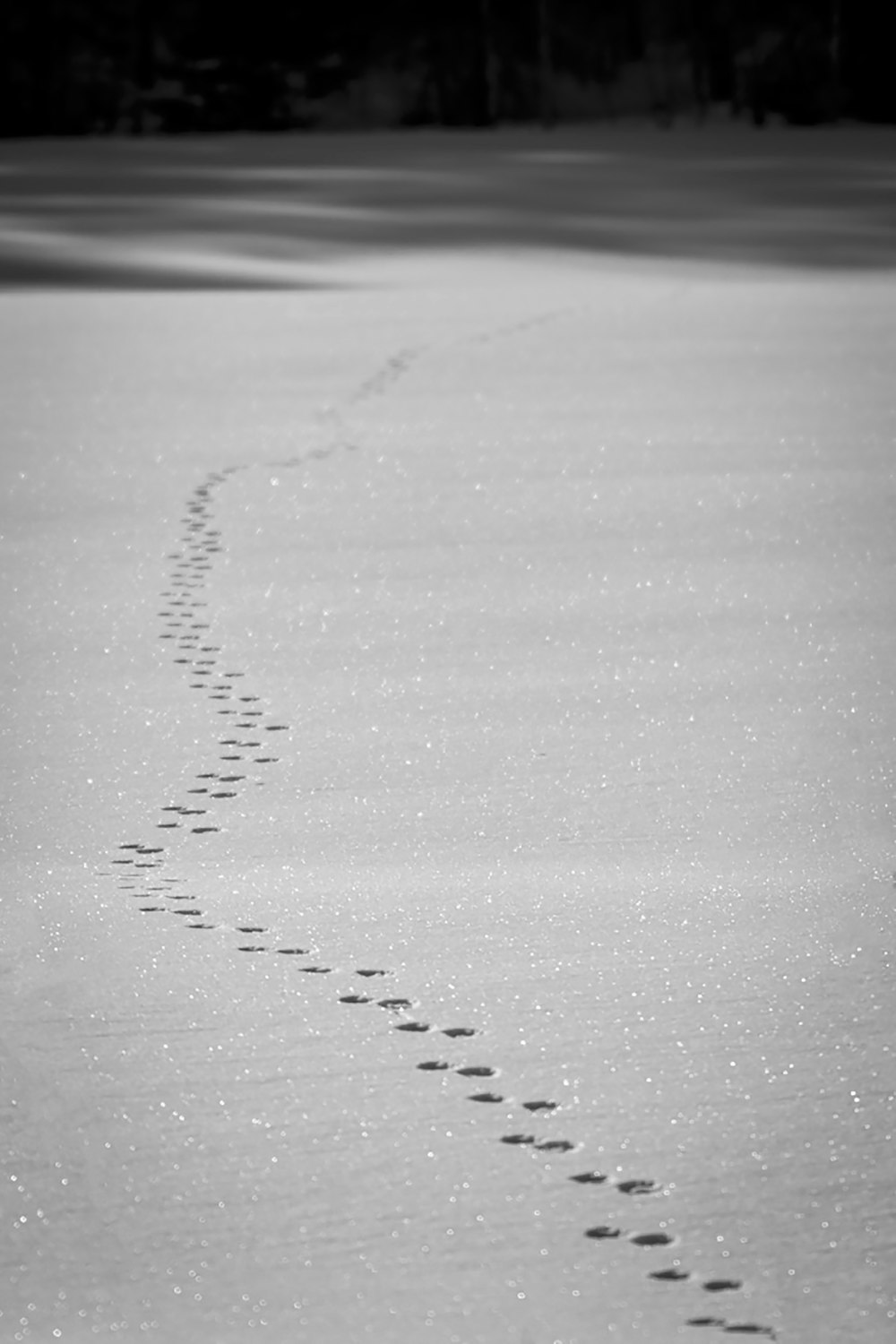 a black and white photo of a trail of footprints in the snow