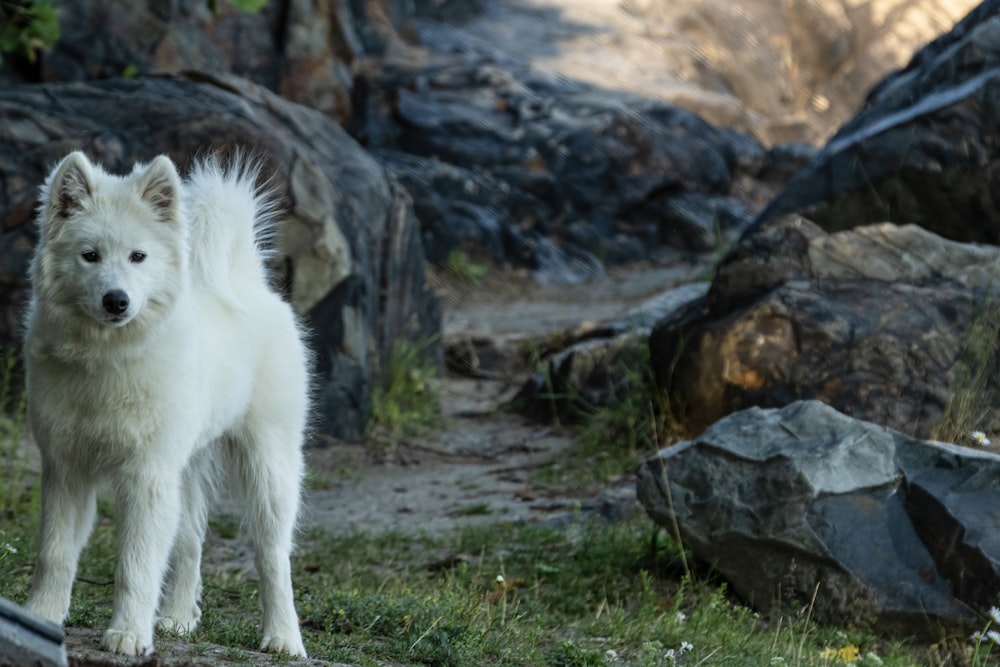 a white dog standing on top of a grass covered field