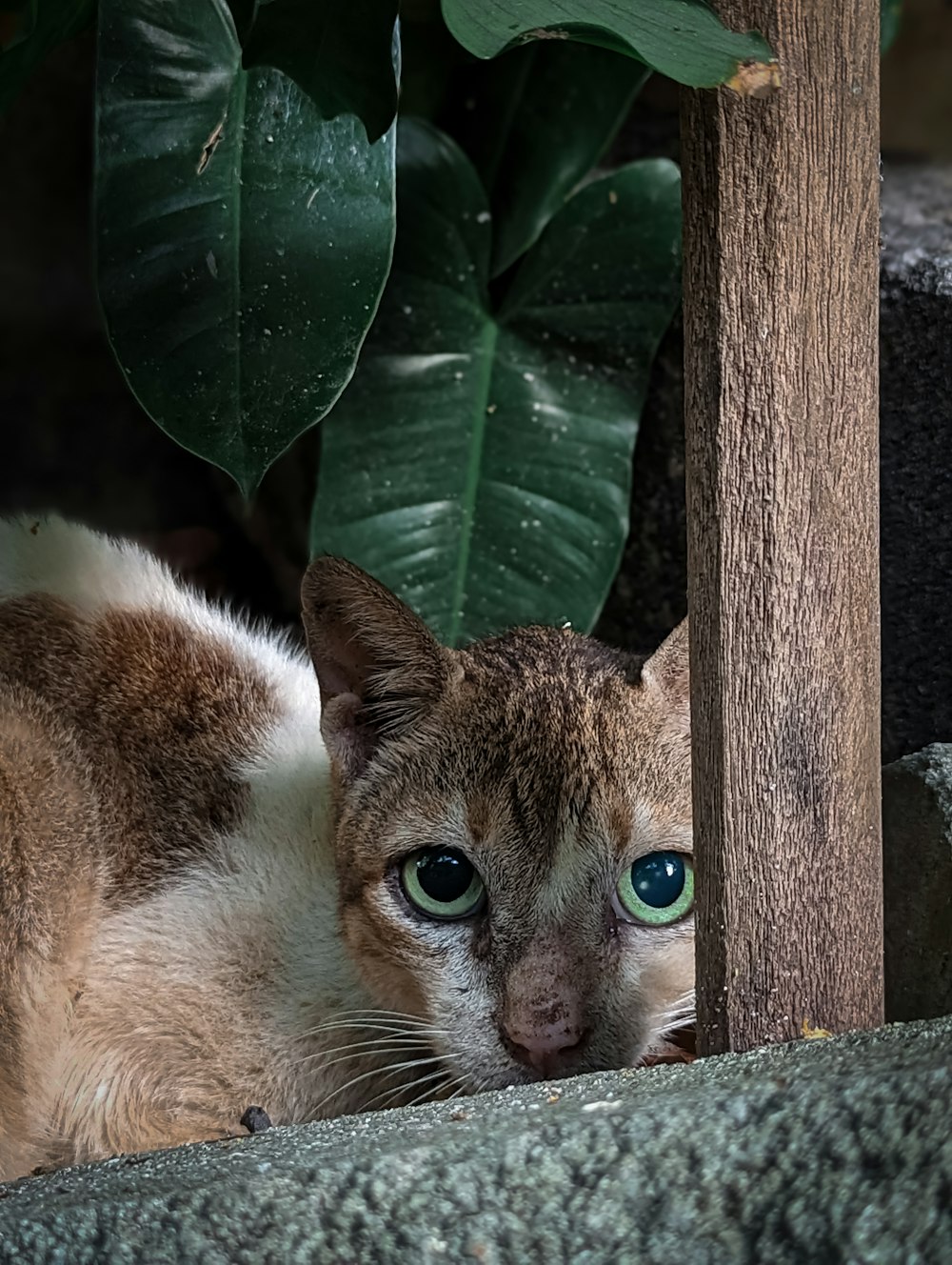 a cat with green eyes laying on the ground