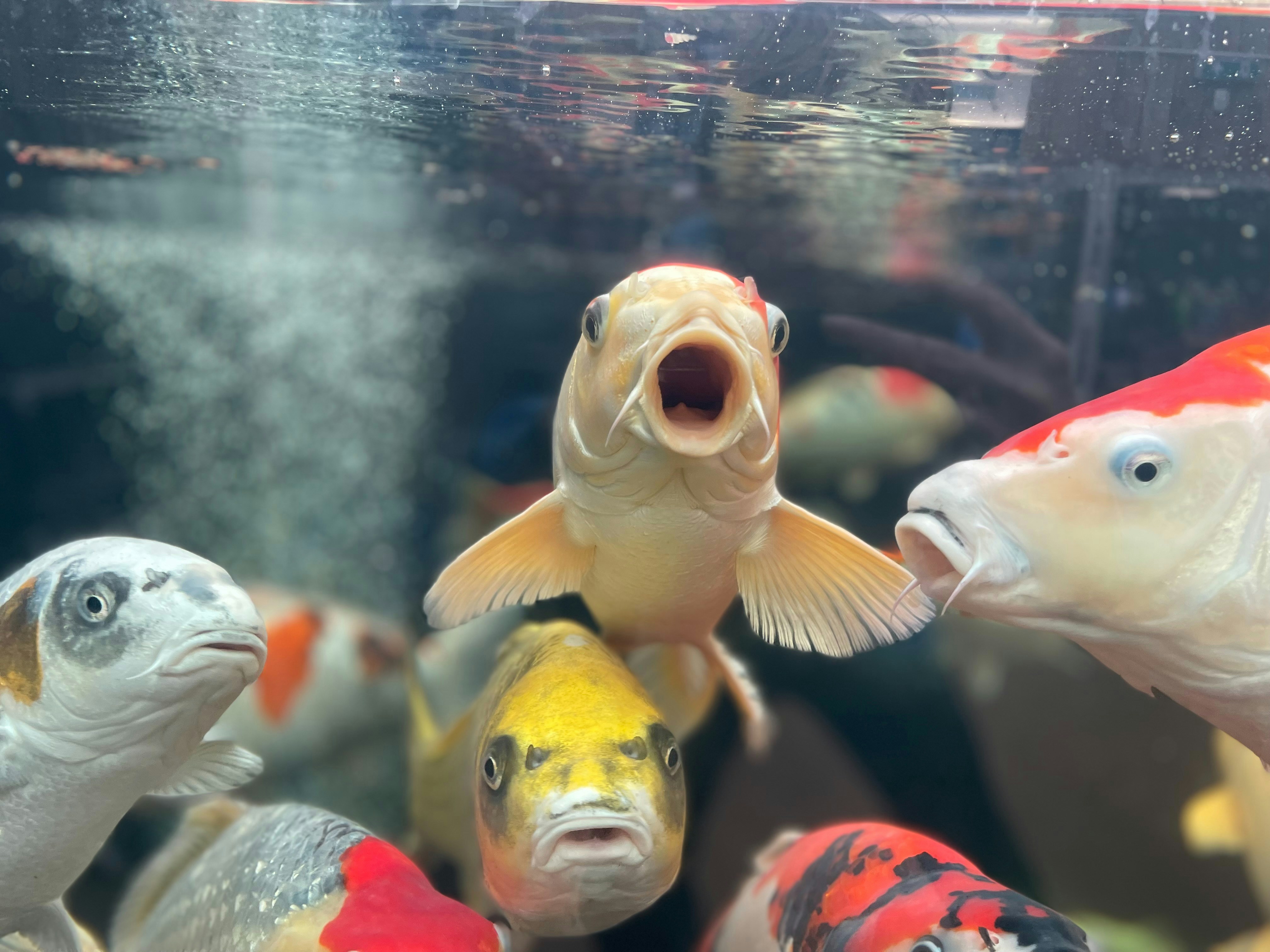 The Art and Science of Judging Genetic Quality (image credits: unsplash)