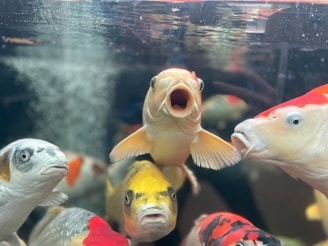 a group of fish swimming in an aquarium
