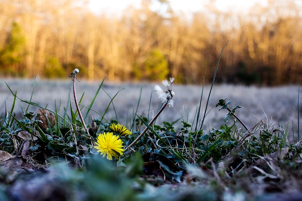 a yellow dandelion sitting on top of a grass covered field