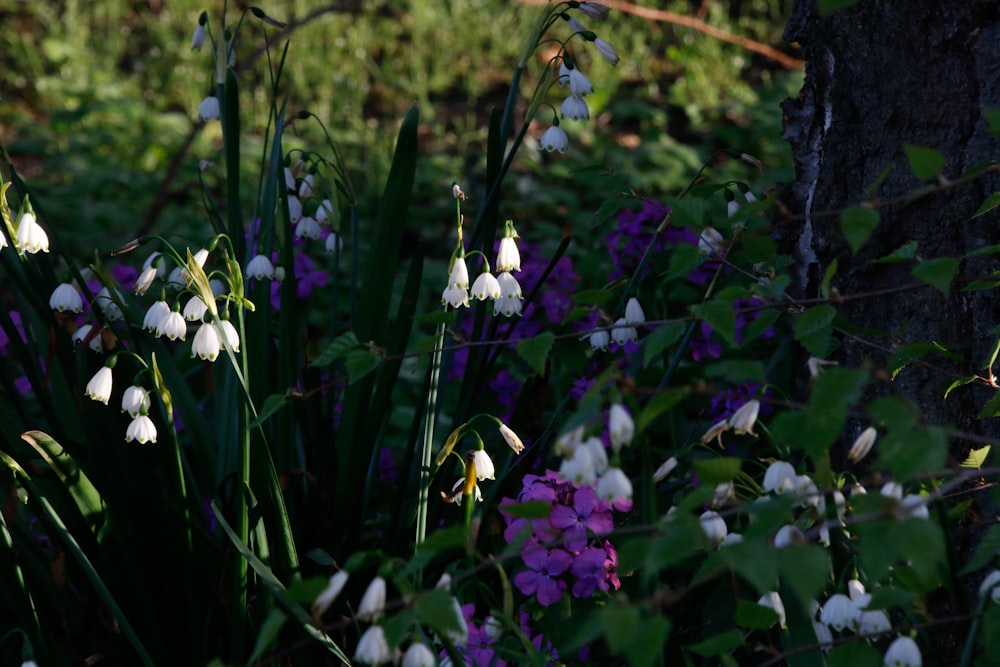 a bunch of flowers that are by a tree