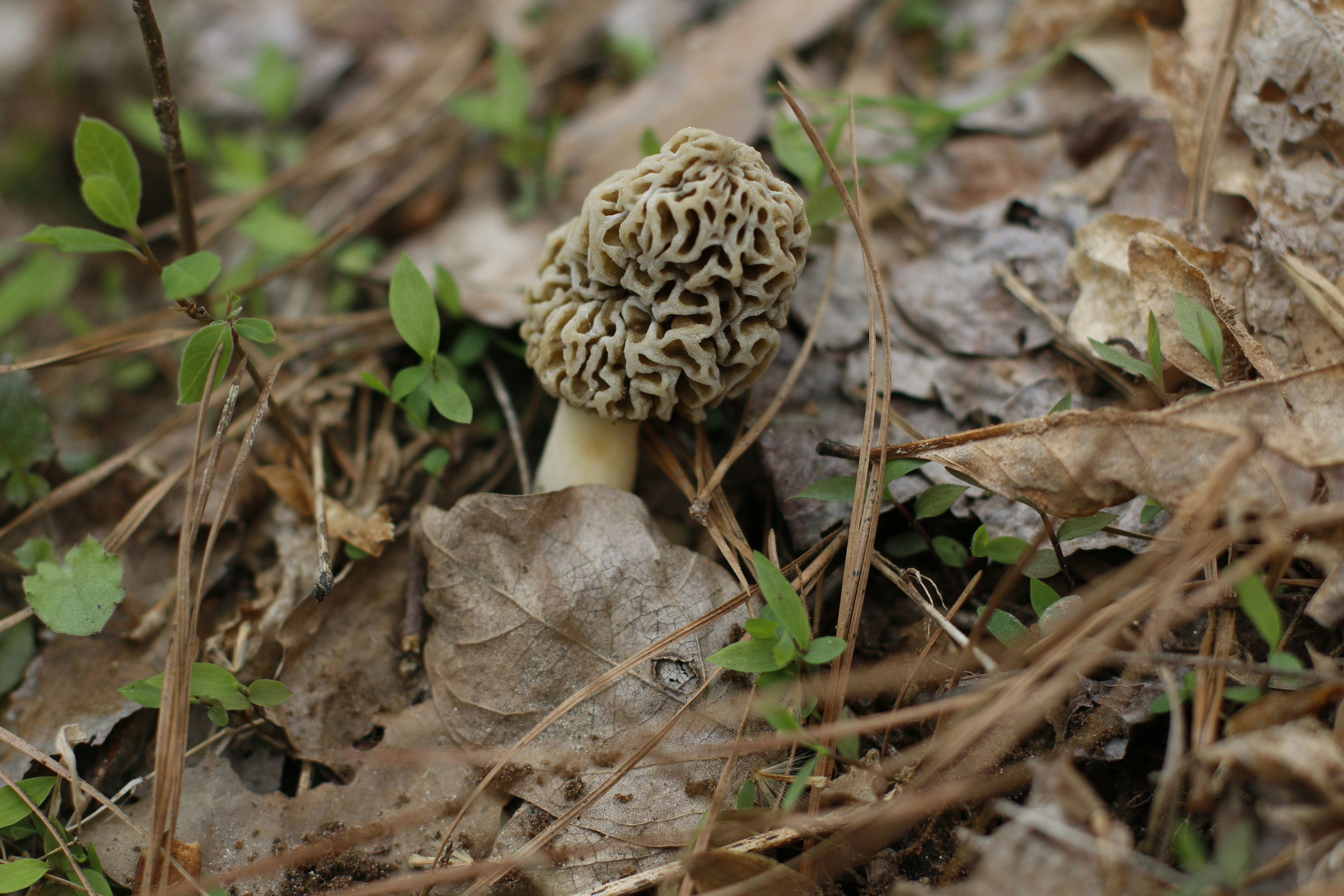 Morchella esculenta en el bosque