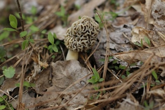 a close up of a small mushroom on the ground